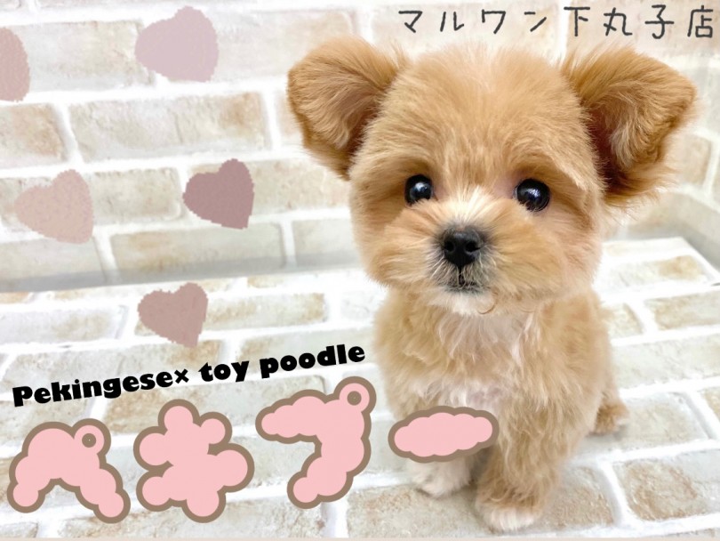 【 ペキプー 】まるでぬいぐるみ！？完璧なドワーフ体型の癒し系MIXが仲間入り！
