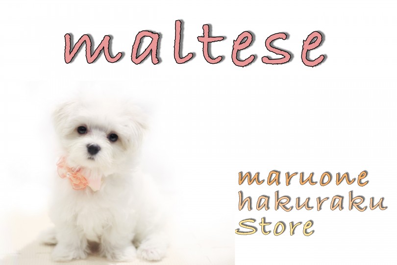 【 マルチーズ 】生後3ヶ月で1kgの小さめサイズ！ケアのポイント＆グッズも紹介
