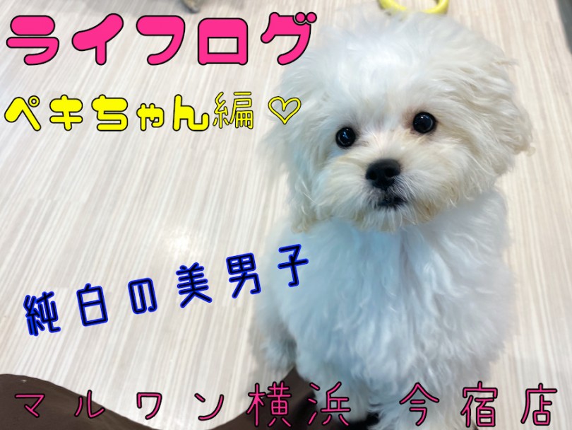 【 MIX 】ライフログVOL3〜最新情報をお届け！〜トイプードル×ペキニーズ編