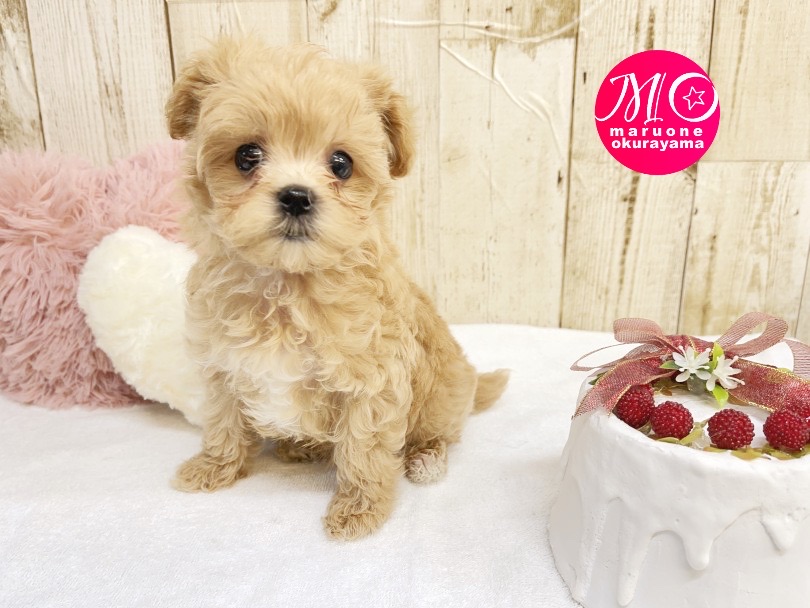 パパとママの良いところがギュッと詰まった「オンリーワン子！！」 | MIX犬 マルプー （6131039） - 横浜 大倉山店