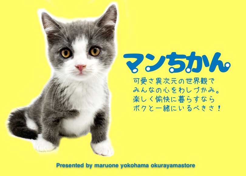 【 マンチカン 】未来から幸せを呼ぶ究極の短足ドラマンチがやってきた！