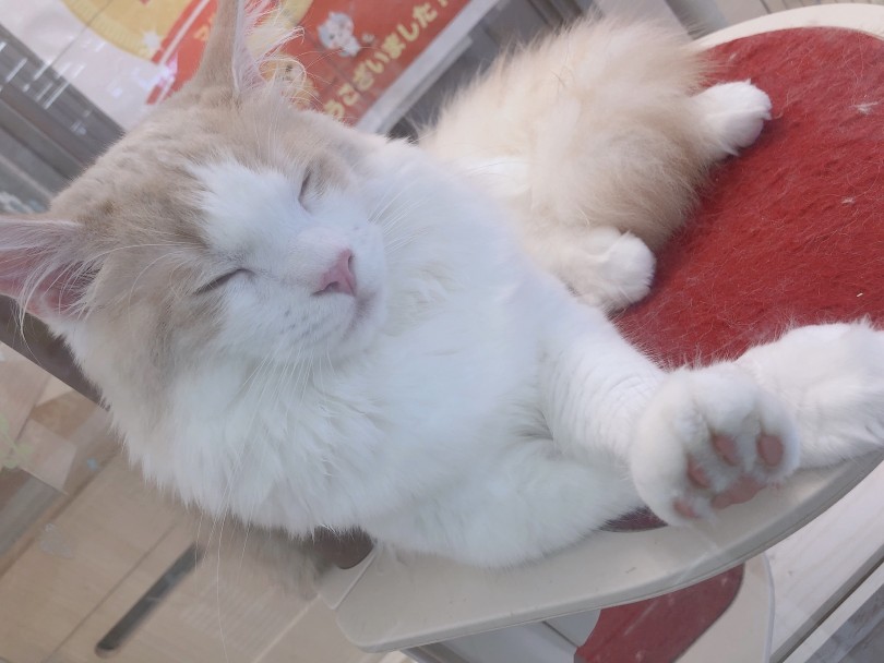 たくさん遊んだ後はぐっすり睡眠 | サイベリアン （6131009） - 横浜 大倉山店
