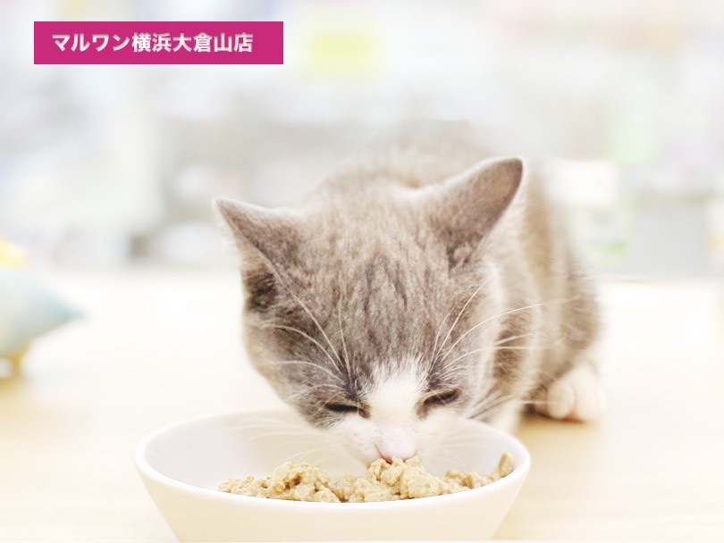 クウネルアソブはぼくの日課 | マンチカン （6131055） - 横浜 大倉山店