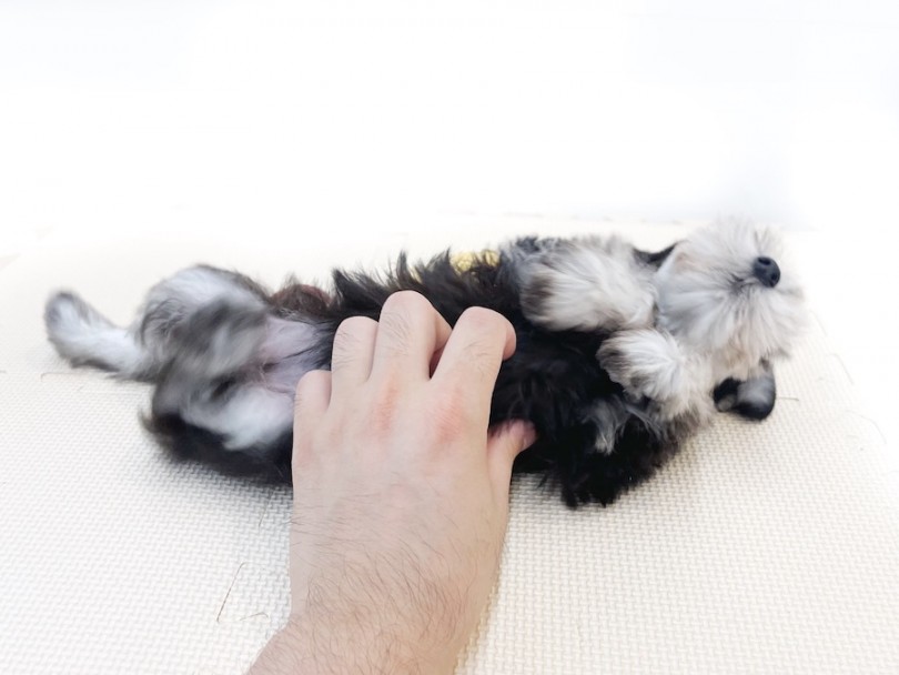 シュナウザーちゃんを迎えた際に遊び方や躾お困りの事があればサポートさせて頂きますのでご安心を♪ | ミニチュア・シュナウザー （814696） - 大和 相模大塚店
