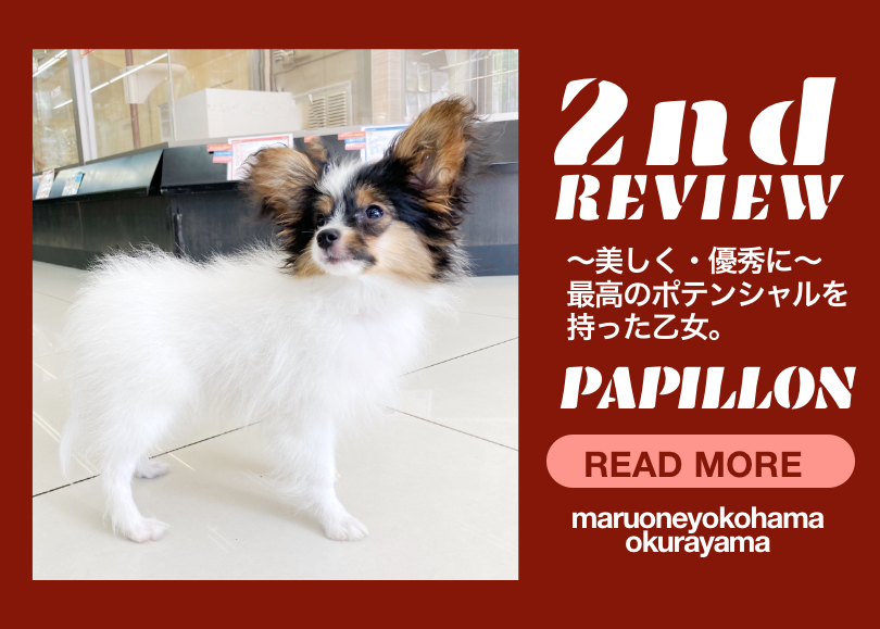 【 パピヨン・トライ 】生後4ヶ月を迎え優秀なポテンシャルを放つ乙女！
