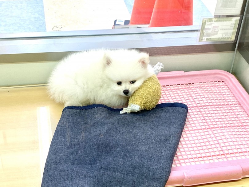 一人でお部屋にいるときはおもちゃが大好き！ | ポメラニアン （118583） - 城山店