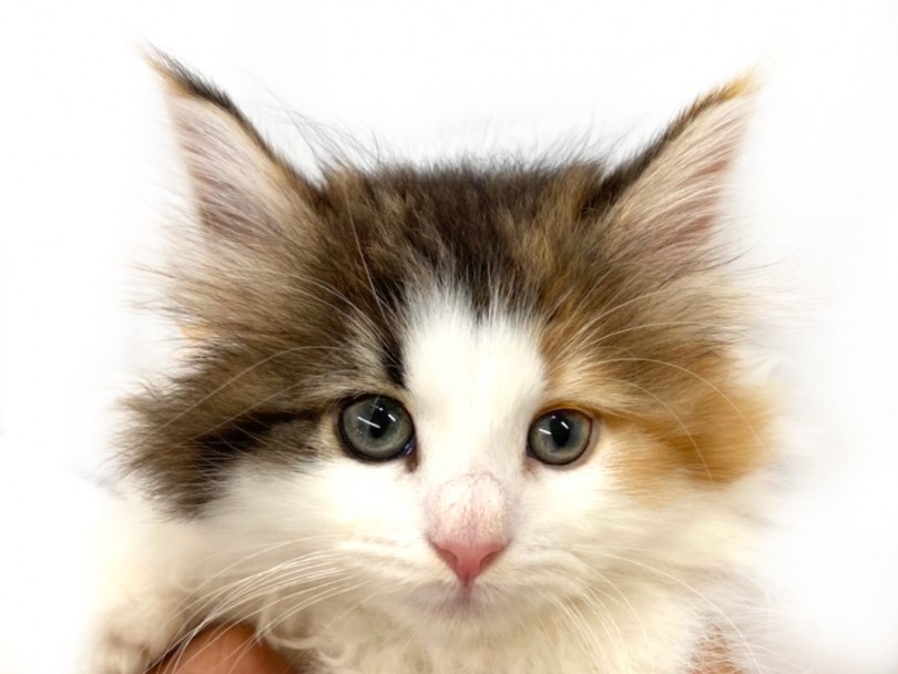 ノルウェージャンちゃんのカラーは大人気のキャリコ（三毛） | ノルウェージャンフォレストキャット （118573） - 城山店