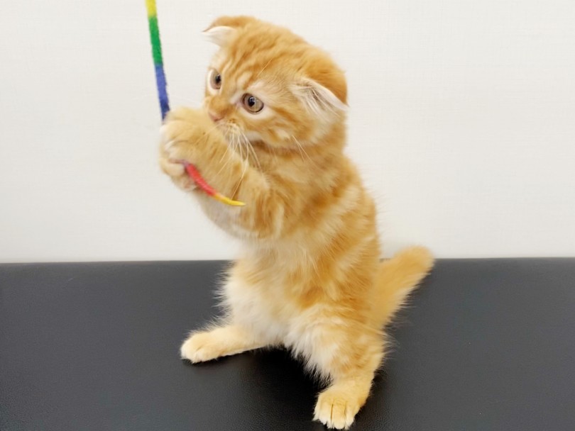 遊んで癒やして最強のヒーリングキャット | スコティッシュフォールド （512745） - 本羽田店