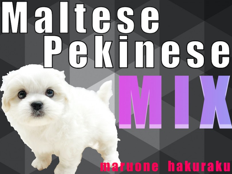 【 MIX 】マルチーズとペキニーズのハーフ！少ない抜け毛と丸い体型がポイント！