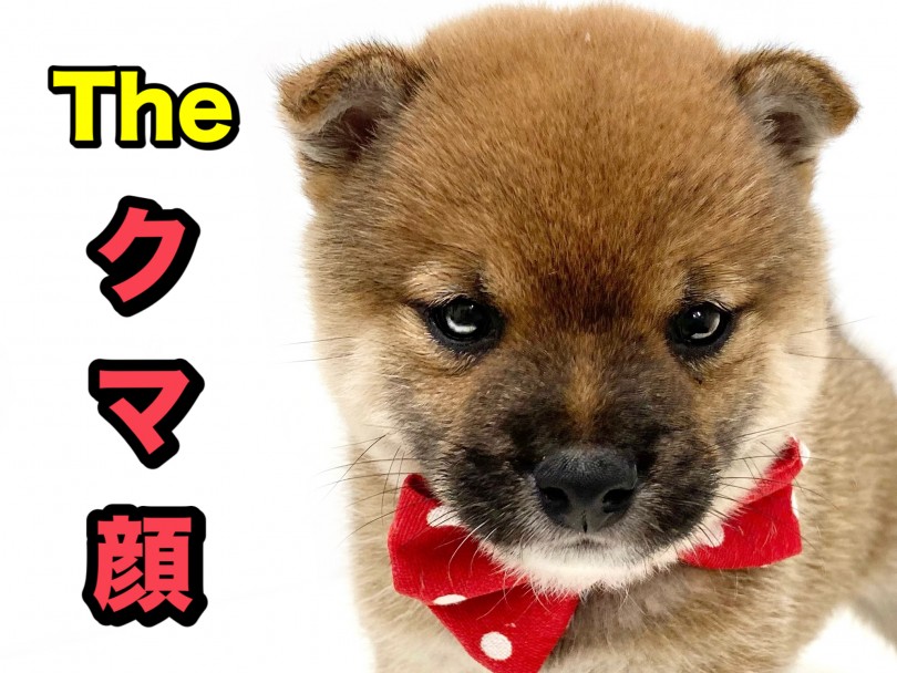 まるでクマの様な超可愛らしいルックス | 豆柴 (150212) - 東川口店