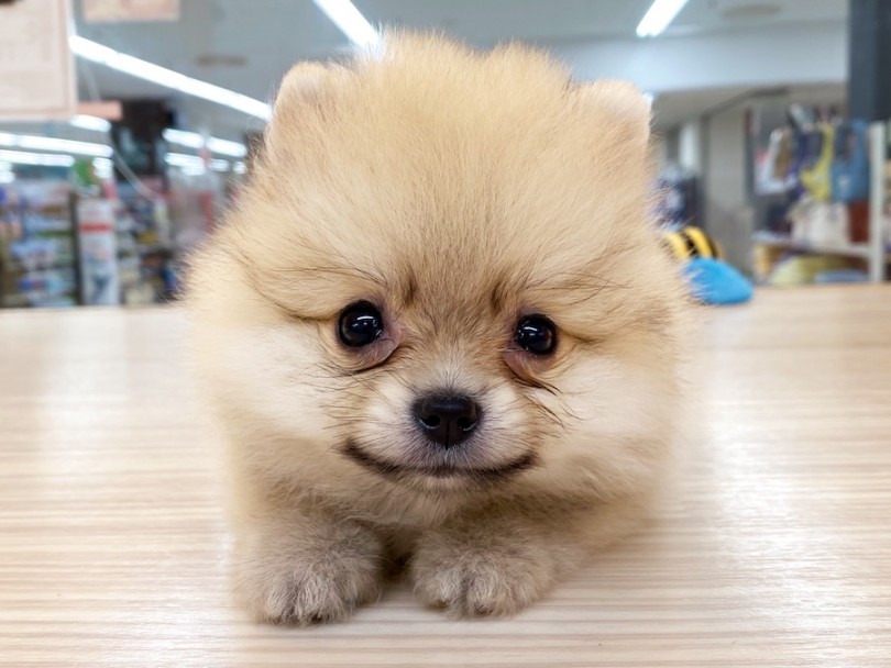 こ〜んなかわいい上目つかいであなたのご来店をお待ちしております♡ | ポメラニアン （120418） - 横浜 今宿店