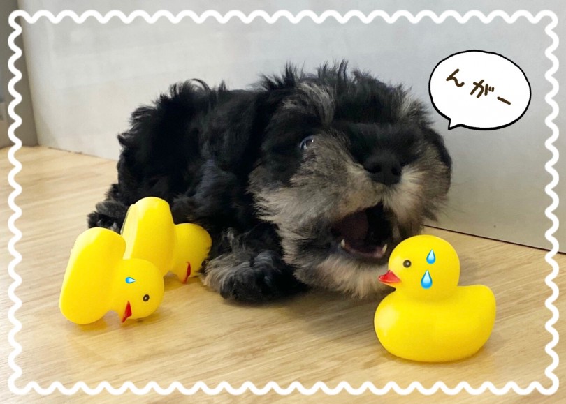 マルワン横浜 港北NT店では、営業時間中ワンちゃん・ネコちゃん達の休憩時間を設けて30分づつ休ませています。 | ミニチュア・シュナウザー （312035） - 横浜 港北ニュータウン店