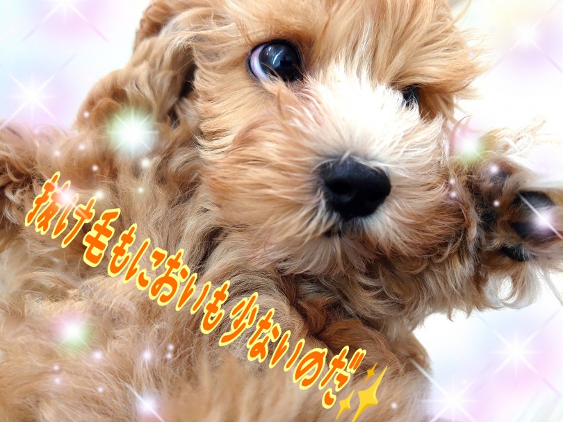 臭いも抜け毛も心配なし！ | MIX犬 マルプー （130342） - 高井戸店