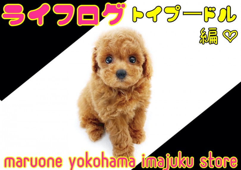 【 トイプードル 】7/7七夕記念ライフログ〜最新情報・テディベア系織姫編〜