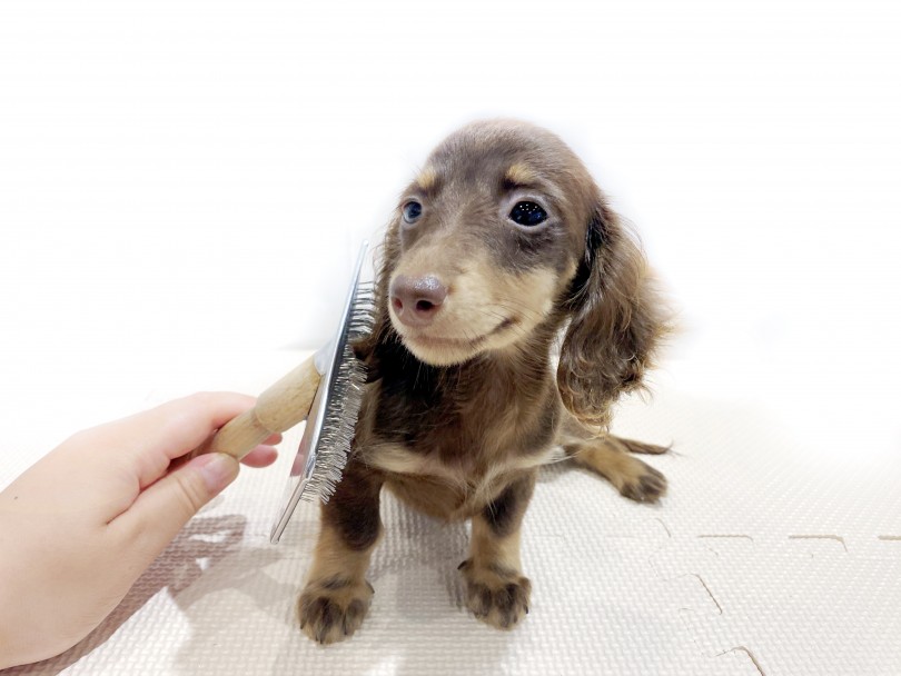 ダックスはお手入れがしやすい事でも人気を集めてる犬種になります | ミニチュア・ダックスフント （11838） - 横浜 白楽店