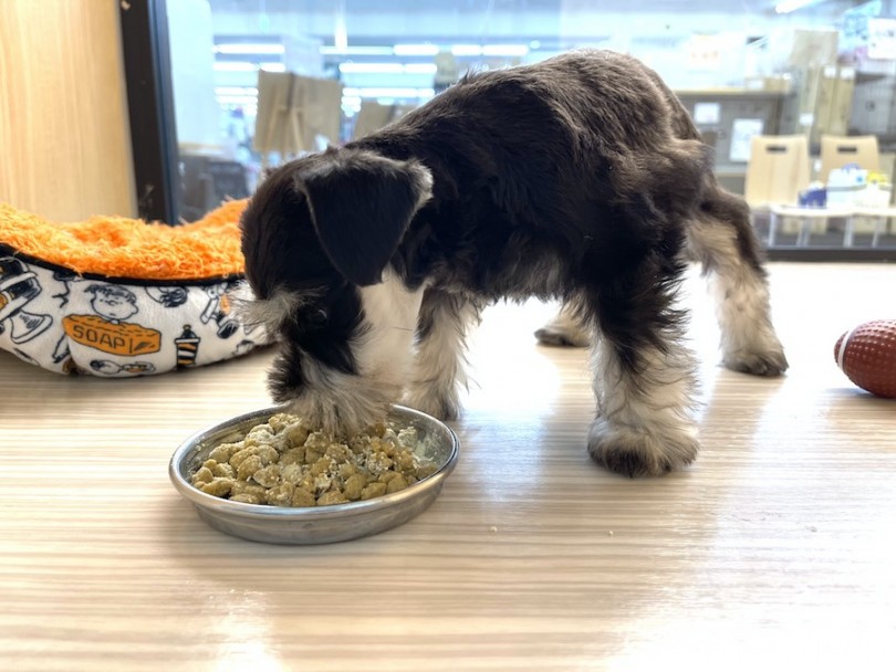 食欲旺盛なシュナウザーちゃんはお部屋にご飯を置くと猛ダッシュ寄ってきてモグモグ(笑) | ミニチュア・シュナウザー （814696） - 大和 相模大塚店