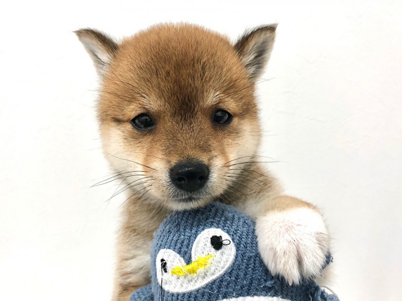 絶対に自分が可愛いの分かっている顔です（笑） | 豆柴犬 （140705） - 横浜 元町店