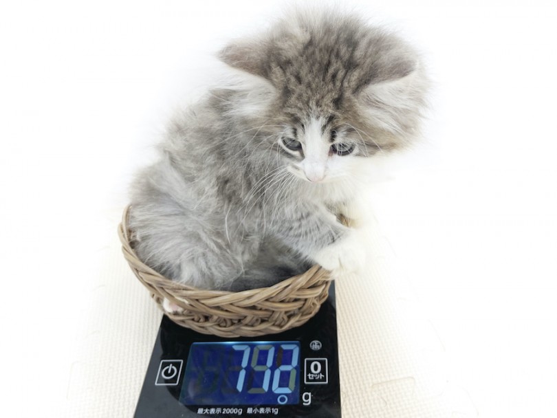 生後60日時点の体重は712g | ノルウェージャンフォレストキャット （814695） - 大和 相模大塚店