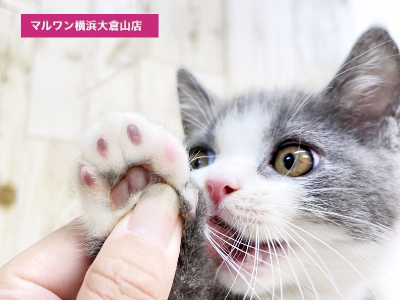 好奇心旺盛であそびも大好き！さらに人も大好き！！ | マンチカン （6131055） - 横浜 大倉山店