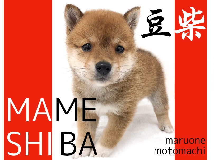 【 豆柴犬 】横浜にプレミアムな手乗り日本男児登場！飼育のお役立ち情報も紹介！