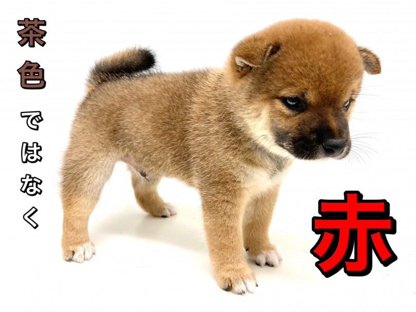 被毛は重厚で美しい人気ナンバーワンの『 赤 』 | 豆柴 (150212) - 東川口店