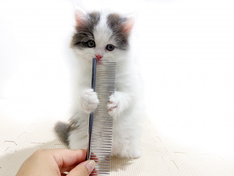 サイベリアンと言えば、『猫アレルギーの出にくい猫』 | サイベリアン （11854） - 横浜 白楽店
