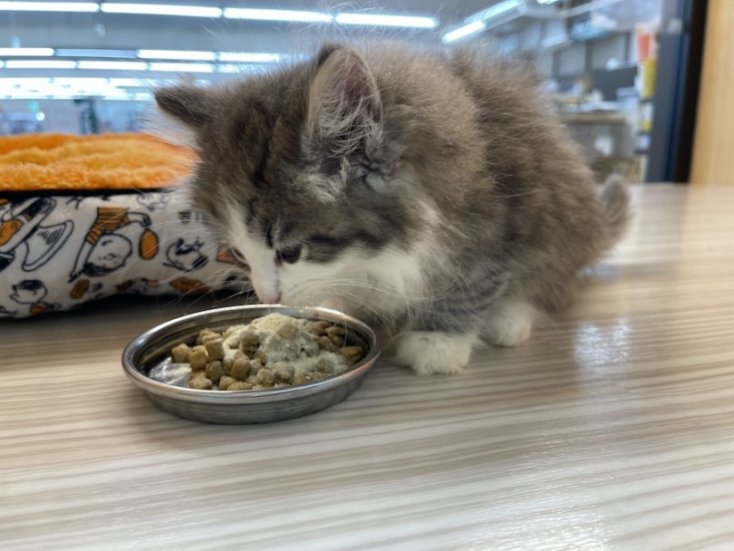 ゆっくり綺麗にご飯を食べ進めていくノルくん♡ | ノルウェージャンフォレストキャット （814695） - 大和 相模大塚店