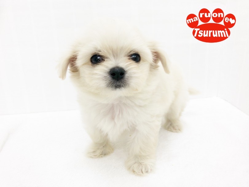 オンリーワン要素たくさん、近年人気急上昇中のMIX犬 | MIX犬 チワチーズ （713804） - 鶴見店