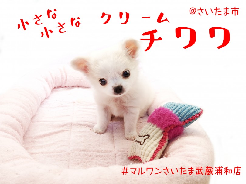 【 チワワ 】生後63日で578gの小さめサイズ！お留守番の極意に注目！