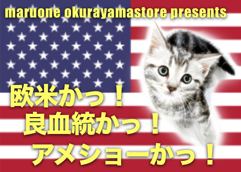 【 アメリカンショートヘア 】優秀な血統から誕生したシルバータビーの貴公子登場！