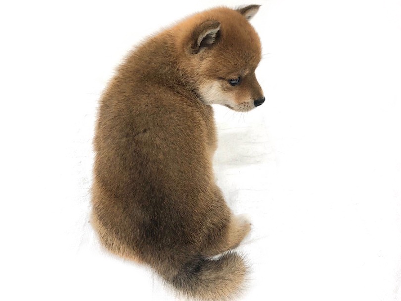 この子の毛色は綺麗な赤♡ | 豆柴犬 （140705） - 横浜 元町店