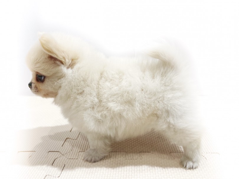 パパ譲りのムッチリボディの秘訣はこの毛量にあり！？ | MIX犬 ペキポメ （11856） - 横浜 白楽店