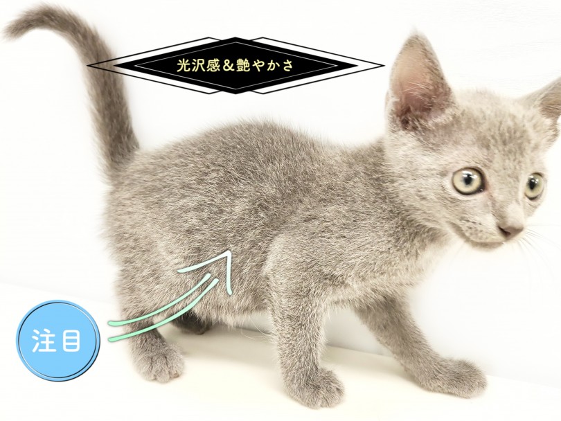 他の猫種とは一味違った毛色の美しさ | ロシアンブルー （150214） - 東川口店