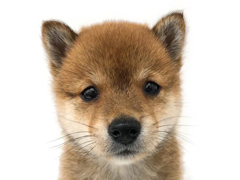 垂れ目の癒し系フェイス | 豆柴犬 （140705） - 横浜 元町店