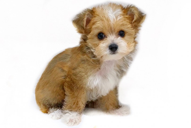 わんちゃんとの素敵な夏を過ごしませんか？ | MIX犬 チワプー （119293） - 梅島店