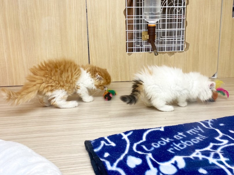 おもちゃと遊ぶ時も妹ちゃんと同じタイミング♪ | スコティッシュフォールド （120427） - 横浜 今宿店