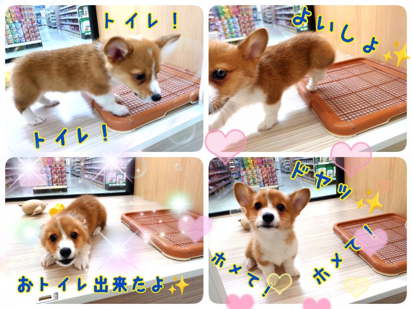 お店に来た日からトイレは完璧なの！ | ウェルシュコーギーペンブローク （130341） - 高井戸店
