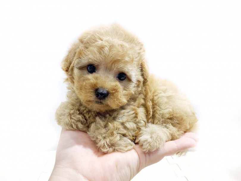 女性スタッフの手のひらにすっぽりと収まってしまうマルプーちゃん！ | MIX犬 マルプー （11858） - 横浜 白楽店