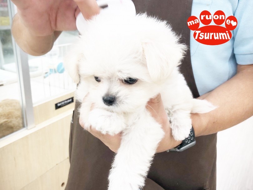 メンテナンスもへっちゃらさ！ | MIX犬 チワチーズ （713804） - 鶴見店