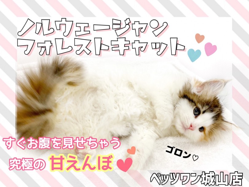 【 ノルウェージャン・フォレストキャット 】超なつっこい甘えん坊の三毛猫