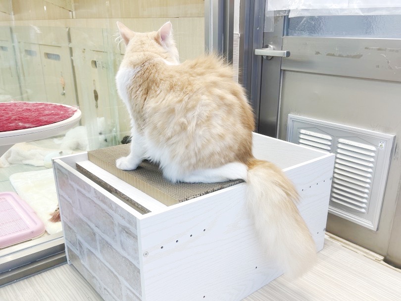 猫砂の飛散防止にもなって、お掃除の手間暇も省けちゃう | 猫トイレカスタム・ニャンモック・おもちゃ作りました！ - 横浜 大倉山店