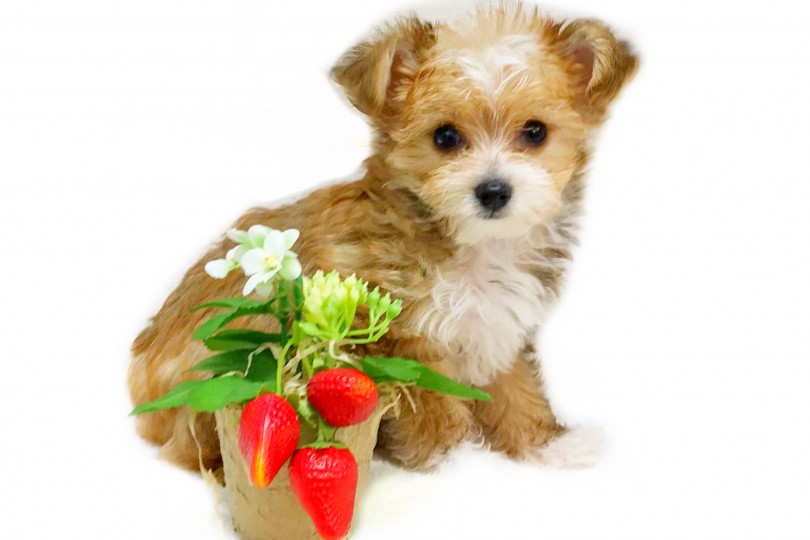 両親の良いところを受け継いだチワプーちゃん！ | MIX犬 チワプー （119293） - 梅島店