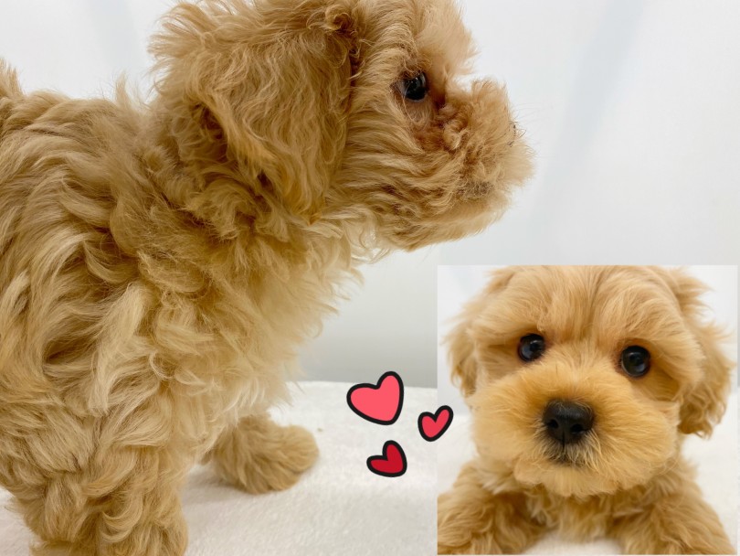 ぬいぐるみのような可愛さ | MIX犬 プーニーズ （118581） - 城山店