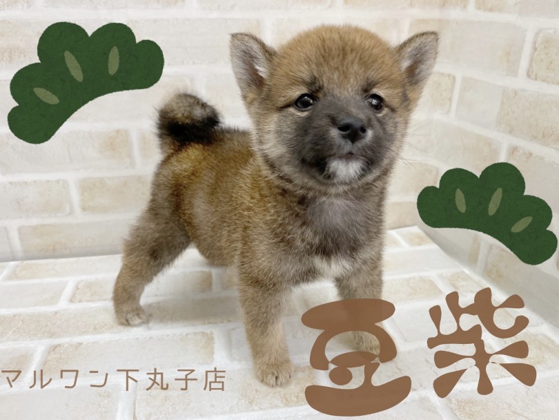 【 豆柴 】つぶらな瞳で優しい顔立ち！むっちりボディの豆柴くんが登場！