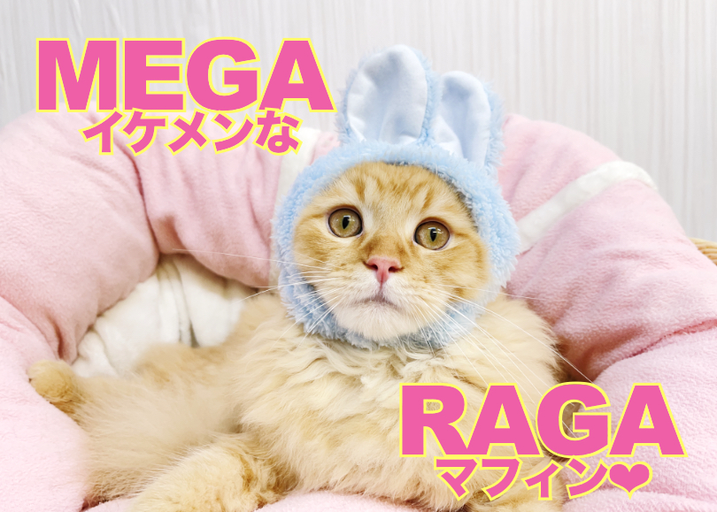 【 ラガマフィン 】最強フレンドリーに成長！何をされてもオッケーニャンだBOY！