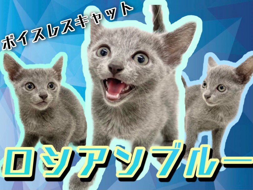 【 ロシアンブルー 】初心者にもオススメな小柄な甘えん坊！7/29最新情報公開！