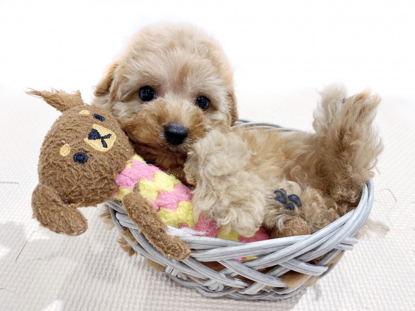 おっとり穏やかな性格！大好きなおもちゃはくまのお人形さん♡ | MIX犬 マルプー （11858） - 横浜 白楽店