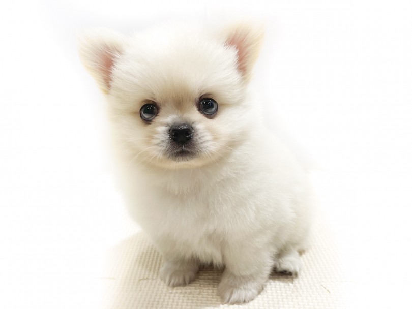 ママ譲りのぱっちり二重で大きなタレ目☆ | MIX犬 ペキポメ （11856） - 横浜 白楽店
