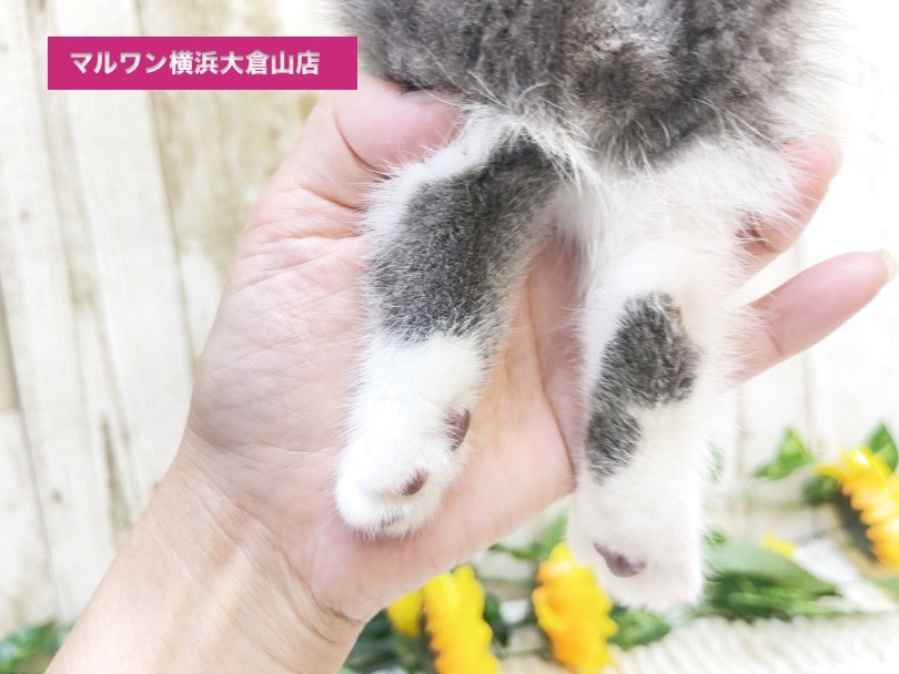 後ろ足だけハートマークみたいな模様があるんだ！ | マンチカン （6131055） - 横浜 大倉山店