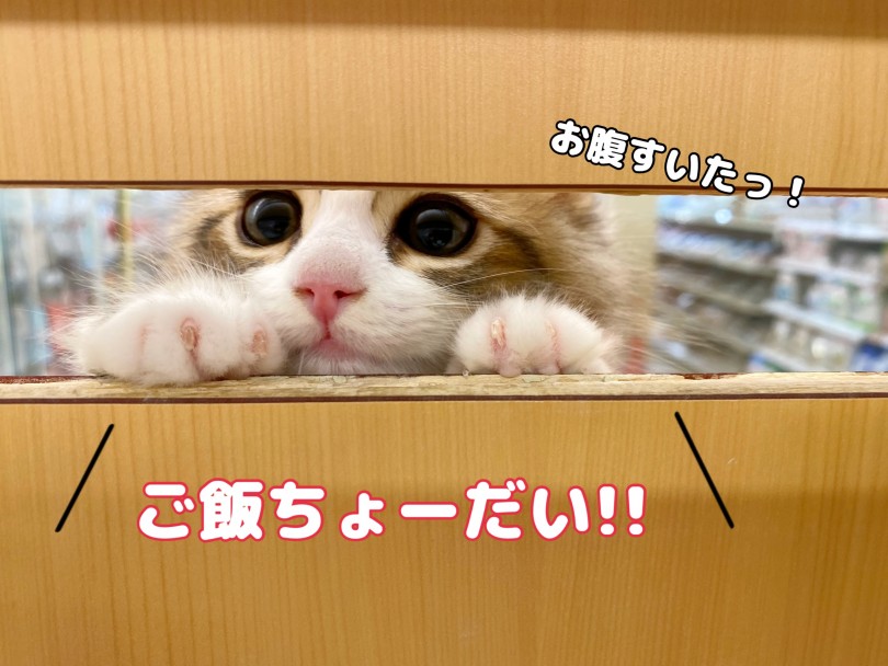 立派な大型猫になるために食欲は重要 | サイベリアン （118573） - 城山店